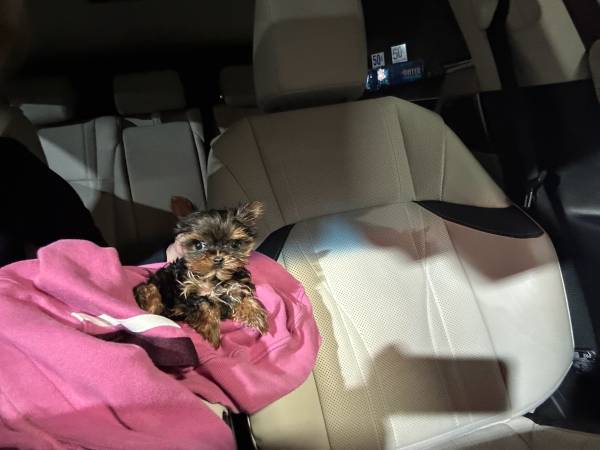 Yorkie micro service 1