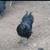 Pure Apollo rooster 2 thumbnail