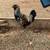Easter Egger Roosters 5 thumbnail