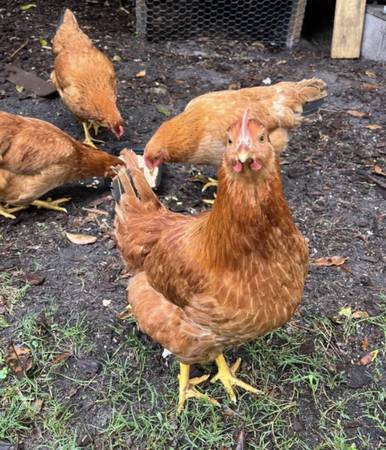 FREE CHICKENS 1