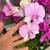 Orchids 3 thumbnail