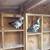 Beautiful Pair of Mottle Grizzle Racing Homing Pigeons, "Snow Pigeons" 4 thumbnail