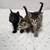 Kittens 1 thumbnail