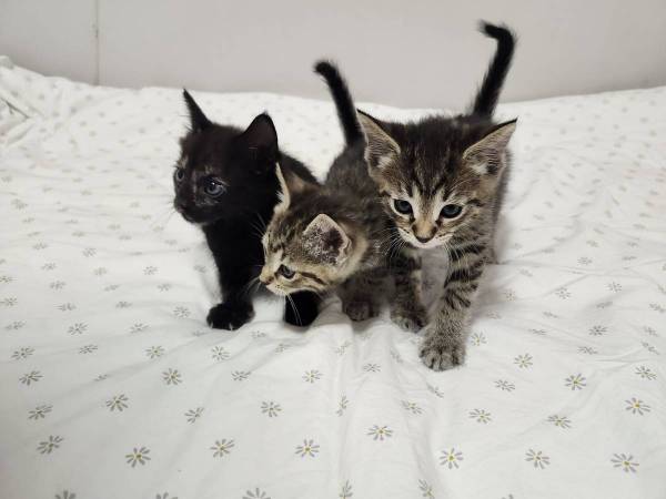 Kittens 1