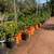 Citrus Trees Lemon Trees Lime , Orange , Grapefruit Red or white , etc 4 thumbnail