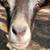 Goats! 2 thumbnail