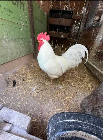 Rooster 1