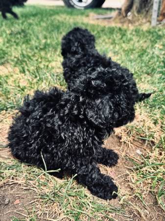 Poodles mix Benton city559181569889423361