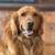 Handsome Golden Retriever Available for Stud 2 thumbnail