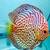 discus fish for fresh water aquarium, tank 1 thumbnail