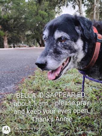Lost Dog "Bella" please help (Dunnellon)64286229266817120