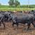 250 2nd & 3rd Calf Bred Cows 12 thumbnail