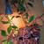 Plants! 1 thumbnail