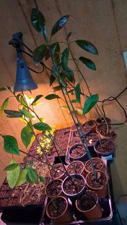 Plants! 1