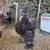 Purebred Silkie Rooster show quality 1 thumbnail