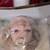 Shirley Temple Dolls and antique dolls 19 thumbnail