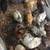 Guinea keets limited supply 4 thumbnail