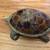 Shell and Brass Turtle 3 thumbnail