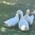 Peking Ducks (4) 3 thumbnail