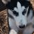 5 month old male Siberian Husky 3 thumbnail