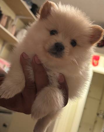 Pomeranian (Los Ángeles)63953815891587122