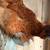 Roosters, and laying hens 1 thumbnail
