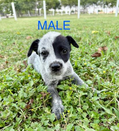 Blue Heelers (Temple)63839343578369122