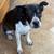 Spayed female mix 1 thumbnail