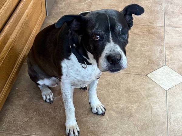 Spayed female mix 1
