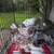 Nikolaevsky (Ukrainian) pigeon 2 thumbnail