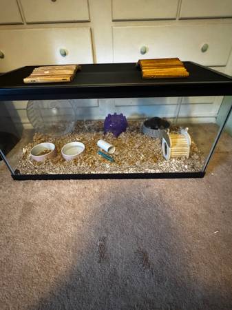 Hamster for Rehoming (Manchester)63873145325059121