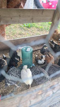 Barnyard Mix 1