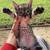 Luxurious silver exotic Savannah kittens 1 thumbnail