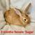 Young Rabbits 7 thumbnail