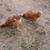 Pullets/chickens 3 thumbnail