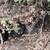 Abandoned kittens 1 thumbnail