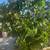 Pakistani Mulberry Tree 4 thumbnail