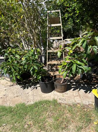 Mountain Apple trees 1