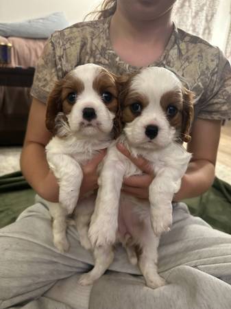 Cavalier King Charles Spaniel Puppies – 2 Beautiful Girls Available! 1