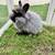 Angora mini Dwarf bunny mix Jersey Woolly 2 thumbnail