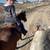 7 year old bay gelding 4 thumbnail