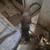 Rehoming 3 puppies no fee 2 thumbnail