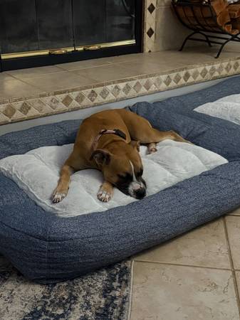 Reubicación de un dulce cruce de Boxer (Slidell)63988255319043123