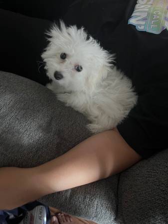 Puppy to be rehomed (Berwyn)64043042956033121