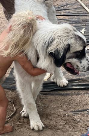 ¡RECOMPENSA DE 800$! Perro desaparecido63656878864131124