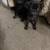 Pug pups 1 thumbnail