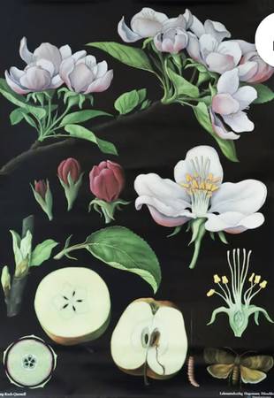 1968 German Botanical School Poster 1