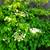 🌱Last Climbing White Hydrangea in 1 gal. Pot Climbing Vine Patio Garden 5 thumbnail