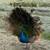 Peacock 3 thumbnail