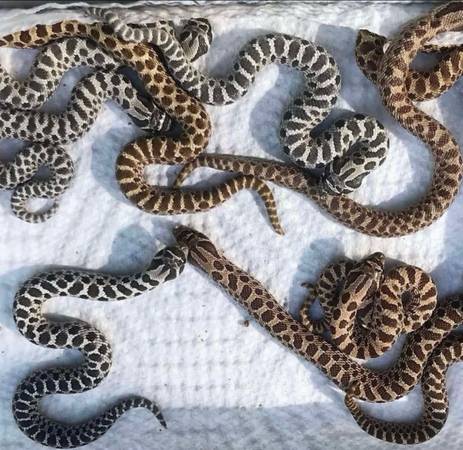 Breeding Pair of Western Hognose het Axanthic (Elberfeld)64147995865985121